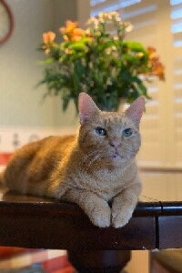 Murphy the Cat