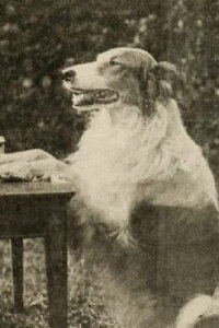 Shep the Dog