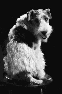 Skippy