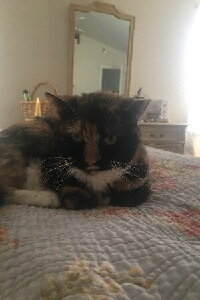 Stella the Cat
