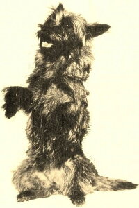 Terry