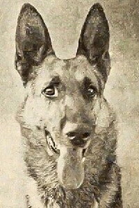 Thunder the Dog