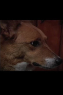 Foxy Zellner