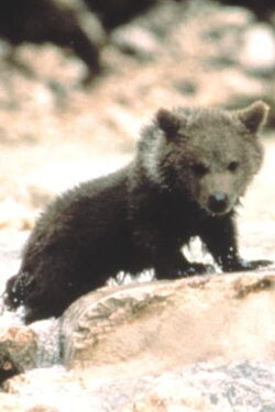 Douce the Bear