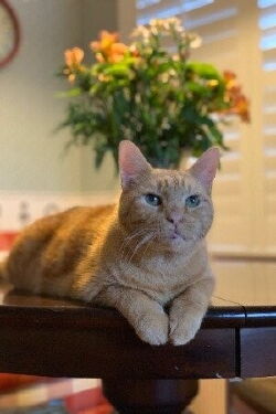 Murphy the Cat