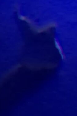 Tooth
