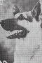 Rin-Tin-Tin Jr.