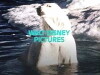 Snow Bear (1970)