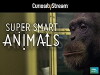 Super Smart Animals (2012)
