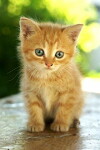 Baby Animals in Our World (2015)