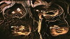 The Burrowers (2013)