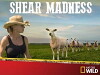 Shear Madness (2014)