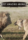 Most Amazing Animals (2017)