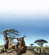 Animal Adventures (2019)