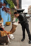 Dogs in the City (2012)