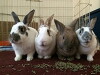 Sandy's Funny Bunnies (2016)