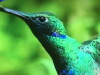 Nature's Weirdest Events (2012)