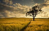 Medicine Bow (2016)
