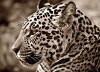 Leopardina (2017)