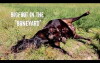 Sasquatch: Out of the Shadows (2016)