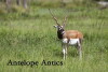 Antelope Antics (2016)