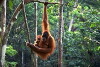 Really Wild Animals (1993)