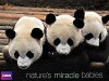 Nature's Miracle Babies (2011)