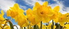 Daffodils (2019)