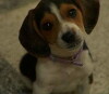 Puppy Plays the Classics (2008)