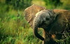 Baby Animals Through the Seasons (2018)