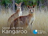 Secret Life of the Kangaroo (2016)