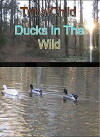 TribalChild: Ducks in the Wild (2009)