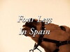Four Legs in Spain (2007)