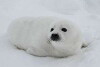Polar Bear Week with Nigel Marven (2007)