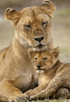 Animal Mums (2015)