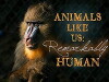 Animals Like Us (2004)