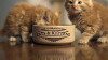 Jo Brand's Cats & Kittens (2017)