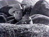 Indian Agent (1948)