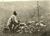 G.W. 313 (1913)