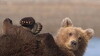 Great Bear Stakeout (2013)