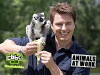 Animals at Work (2008)