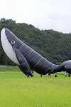 The Name of the Whale (2015)