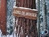 Sons of Winter (2015)