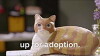 Up for Adoption (2017)