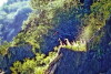 Animais de Portugal (1986)