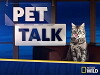 Pet Talk (2016)