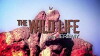 The Wild Life with Jeremy (2010)