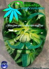 Cannabis Confessions (2017)