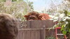 My Strange Pet (2010)