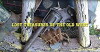 Lost Treasures of the Old West (2014)